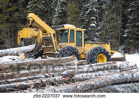Stock Photo - Logging of mountain pine beetle infested timber, Hudson Bay mountain, Smithers, British Columbia.. Fotosearch