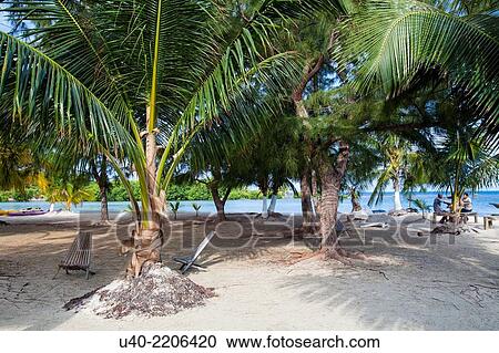 Long Cay, Glover´s Reef atoll, Belize View Large Photo Image Stock Image - Long Cay, Glover´s Reef atoll, Belize. Fotosearch