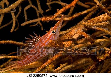 Stock Photography - Longnose hawkfish, Oxycirrhites typus; Russell Islands Bat Cave; Wall outside of Bat Cave, Russell Islands, Solomon Islands, Aboard Spirit of the Solomons Macro Shots with 60mm.. Fotosearch