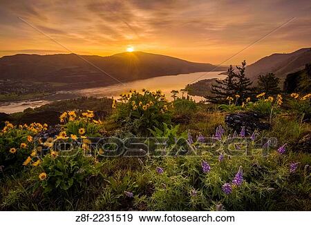 Lupine and balsamroot at Rowena Crest, Oregon, with sunrise over the Columbia River Gorge. View Large Photo Image Stock Photo - Lupine and balsamroot at Rowena Crest, Oregon, with sunrise over the Columbia River Gorge.. Fotosearch