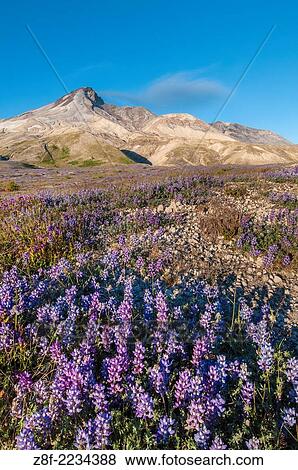 Stock Photo - Lupine on the Pumice Plain, Windy Trail, Mount Saint Helens National Volcanic Monument, Washington.. Fotosearch