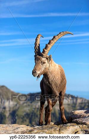 Stock Photograph - male Alpine Ibex (Capra ibex) standing on rock, Niederhorn, Switzerland.. Fotosearch