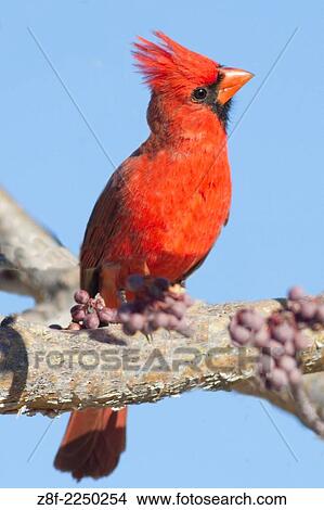 Male Northern Cardinal. (Cardinalis cardinalis). Los Cabos, Mexico. View Large Photo Image Picture - Male Northern Cardinal. (Cardinalis cardinalis). Los Cabos, Mexico.. Fotosearch