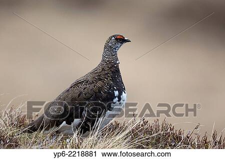 male Rock Ptarmigan (Lagopus mutus), Niederhorn, Bernese Oberland, Switzerland. View Large Photo Image Stock Image - male Rock Ptarmigan (Lagopus mutus), Niederhorn, Bernese Oberland, Switzerland.. Fotosearch