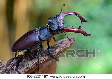 Male stag beetle (Lucanus cervus), Alsace, France, May. View Large Photo Image Stock Photo - Male stag beetle (Lucanus cervus), Alsace, France, May.. Fotosearch