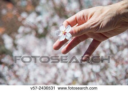 Man´s hand holding a flower of almond tree against flowers background. View Large Photo Image Stock Image - Man´s hand holding a flower of almond tree against flowers background.. Fotosearch