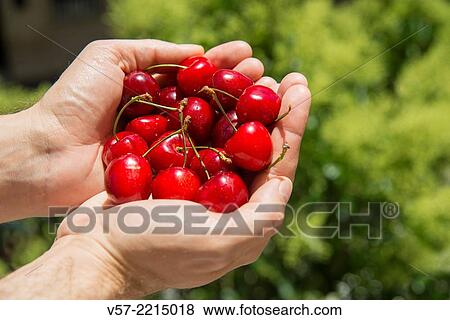 Man´s hands holding cherries. Close view. View Large Photo Image Stock Photo - Man´s hands holding cherries. Close view.. Fotosearch