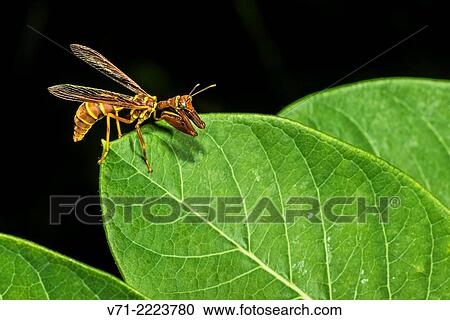 Mantidfly (Climaciella brunnea) Preening and Hunting on Indian Hemp (Apocynum cannabinum) Leaf. View Large Photo Image Stock Image - Mantidfly (Climaciella brunnea) Preening and Hunting on Indian Hemp (Apocynum cannabinum) Leaf.. Fotosearch