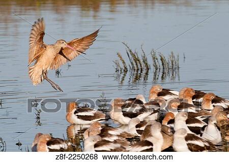 Marbled Godwit landing over sleeping Ameircan Avocets. (Limosa fedoa over Recurvirostra americana). Back Bay Reserve, California. View Large Photo Image Stock Photo - Marbled Godwit landing over sleeping Ameircan Avocets. (Limosa fedoa over Recurvirostra americana). Back Bay Reserve, California.. Fotosearch