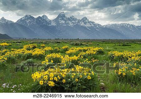 Stock Photography - Meadows of Balsamroot (Balsamorhiza sagittata) at Antelope Flats, Grand Teton National Park Wyoming.. Fotosearch