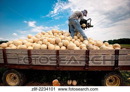 Migrant worker sorting cantaloupe with machinery in the field of a farm over pile of cantaloupe. View Large Photo Image Stock Image - Migrant worker sorting cantaloupe with machinery in the field of a farm over pile of cantaloupe.. Fotosearch