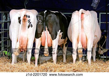 Milking cows. Farm show. Angus Scotland. View Large Photo Image Stock Image - Milking cows. Farm show. Angus Scotland.. Fotosearch