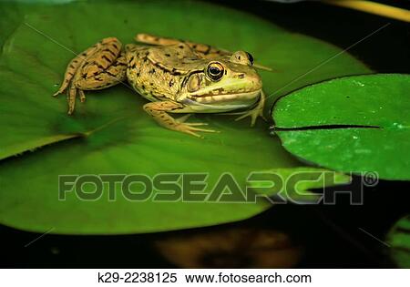 Mink frog (Rana septentrionalis), Greater Sudbury, Ontario, Canada. View Large Photo Image Stock Photography - Mink frog (Rana septentrionalis), Greater Sudbury, Ontario, Canada.. Fotosearch