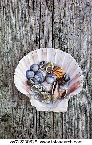 Mixed selection of seashells inside a Scallop shell on weathered timber decking. View Large Photo Image Stock Photography - Mixed selection of seashells inside a Scallop shell on weathered timber decking.. Fotosearch