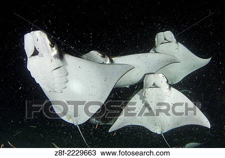 Monk´s mobula at night in the sea of cortes atracted by the light of the divers feeding on plancton near La Paz, Baja California sur Mexico. View Large Photo Image Stock Image - Monk´s mobula at night in the sea of cortes atracted by the light of the divers feeding on plancton near La Paz, Baja California sur Mexico.. Fotosearch
