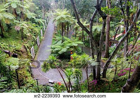 Monte gardens, Funchal, Madeira, Portugal. View Large Photo Image Stock Image - Monte gardens, Funchal, Madeira, Portugal.. Fotosearch