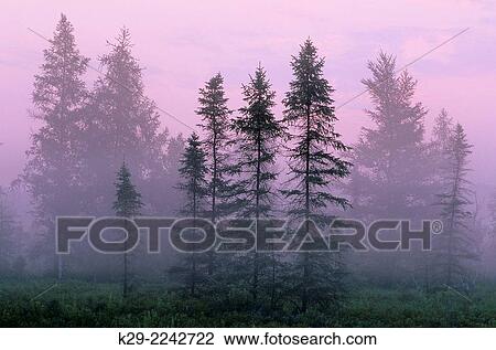 Morning mists over a wetland pond, Greater Sudbury, Ontario, Canada. View Large Photo Image Stock Image - Morning mists over a wetland pond, Greater Sudbury, Ontario, Canada.. Fotosearch