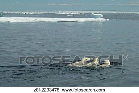 Mother Polar Bear (ursus maritimus) with cubs in water in sub-arctic Wager Bay near Hudson Bay, Churchill area, Manitoba, Northern Canada. View Large Photo Image Stock Photo - Mother Polar Bear (ursus maritimus) with cubs in water in sub-arctic Wager Bay near Hudson Bay, Churchill area, Manitoba, Northern Canada.. Fotosearch
