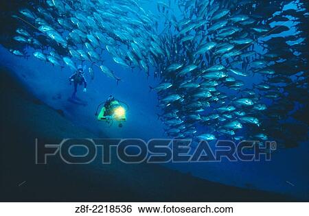 MR diving with a school of fish amberjacks (carangidae). View Large Photo Image Stock Photograph - MR diving with a school of fish amberjacks (carangidae).. Fotosearch