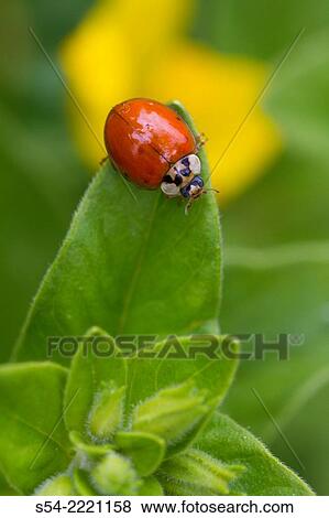 Multicolored Asian Lady Beetle. Harmonia axyridis. View Large Photo Image Stock Photo - Multicolored Asian Lady Beetle. Harmonia axyridis.. Fotosearch