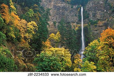 Multnomah Falls with trees in Fall color; Columbia River Gorge National Scenic Area, Oregon. View Large Photo Image Stock Image - Multnomah Falls with trees in Fall color; Columbia River Gorge National Scenic Area, Oregon.. Fotosearch