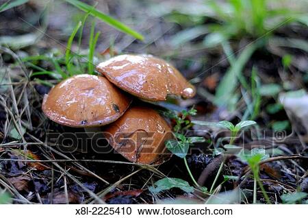 Mushrooms View Large Photo Image Stock Image - Mushrooms. Fotosearch