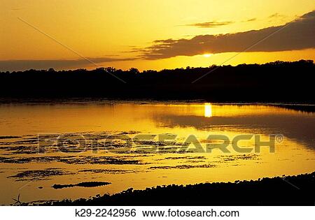 Myakka River at sunset, Myakka River State Park, Florida, USA View Large Photo Image Stock Photograph - Myakka River at sunset, Myakka River State Park, Florida, USA. Fotosearch