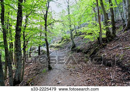 Natural Park del Hayedo de Tejera Negra. Sierra Norte. Guadalajara. Castilla la Mancha. Spain. View Large Photo Image Stock Photo - Natural Park del Hayedo de Tejera Negra. Sierra Norte. Guadalajara. Castilla la Mancha. Spain.. Fotosearch