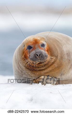 North America, United States, Alaska, Arctic National Wildlife Refuge, Kaktovik, Bearded seal (Erignathus barbatus), on the ice floe. View Large Photo Image Stock Image - North America, United States, Alaska, Arctic National Wildlife Refuge, Kaktovik, Bearded seal (Erignathus barbatus), on the ice floe.. Fotosearch