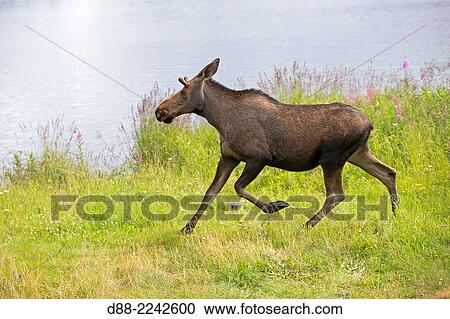 North America, United States, Alaska, Anchorage, lake Hood, seaplane base, Moose (North America) or Eurasian elk (Europe) (Alces alces), joung lost in town near Lake Hood in Anchorage. View Large Photo Image Stock Image - North America, United States, Alaska, Anchorage, lake Hood, seaplane base, Moose (North America) or Eurasian elk (Europe) (Alces alces), joung lost in town near Lake Hood in Anchorage.. Fotosearch