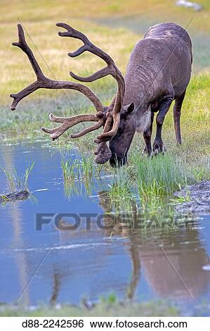 Stock Photograph - North America, United States, Alaska, Anchorage, Alaska Wildlife Conservation Center, Porcupine caribou (Rangifer tarandus granti), adult male.. Fotosearch