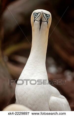 Stock Photo - Northern gannet, Canada. Fotosearch