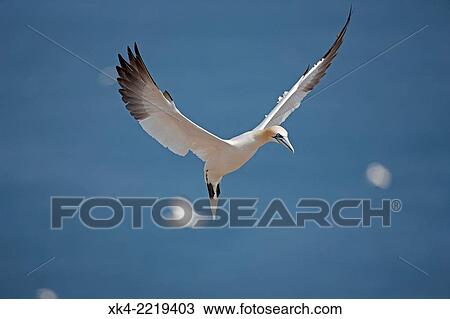 Northern gannet (Sula bassana), Canada, in flight. View Large Photo Image Stock Image - Northern gannet (Sula bassana), Canada, in flight.. Fotosearch