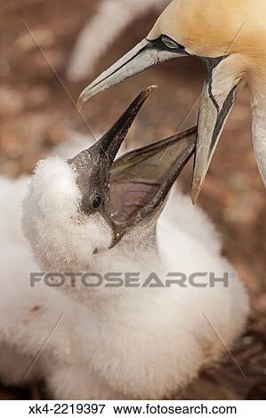 Northern gannet (Sula bassana), Canada, feeding young. View Large Photo Image Stock Photo - Northern gannet (Sula bassana), Canada, feeding young.. Fotosearch