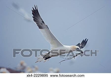 Northern gannet (Sula bassana), Canada, with nesting material. View Large Photo Image Stock Photography - Northern gannet (Sula bassana), Canada, with nesting material.. Fotosearch