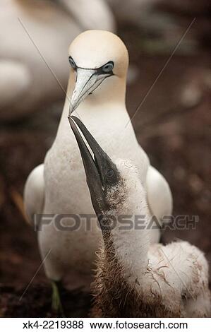 Northern gannets, adult feeding chick, Canada View Large Photo Image Stock Photo - Northern gannets, adult feeding chick, Canada. Fotosearch