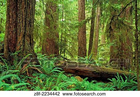 Old-growth temperate rainforest; Quinault Rainforest Trail, Olympic National Forest, Washington. View Large Photo Image Stock Image - Old-growth temperate rainforest; Quinault Rainforest Trail, Olympic National Forest, Washington.. Fotosearch