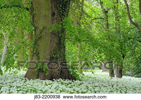 Old Lime trees and a carpet with blooming Ramsons (Wild garlic), (Allium ursinum) in spring at castle Park Putbus, Insel Rügen, Isle of Ruegen, Mecklenburg-Vorpommern, Germany. View Large Photo Image Stock Photo - Old Lime trees and a carpet with blooming Ramsons (Wild garlic), (Allium ursinum) in spring at castle Park Putbus, Insel Rügen, Isle of Ruegen, Mecklenburg-Vorpommern, Germany.. Fotosearch