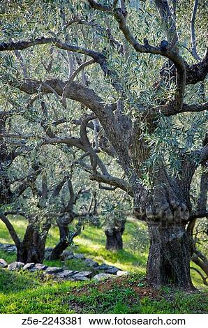 Olive grove in springtime - Pelion Peninsula, Thessaly, Greece View Large Photo Image Stock Image - Olive grove in springtime - Pelion Peninsula, Thessaly, Greece. Fotosearch