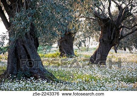 Olive grove in springtime - Pelion Peninsula, Thessaly, Greece View Large Photo Image Stock Photograph - Olive grove in springtime - Pelion Peninsula, Thessaly, Greece. Fotosearch