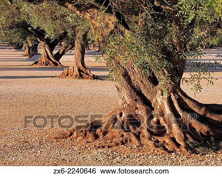 Stock Photograph - Olive orchard. Santa Barbara village countryside. Montsia Region, Tarragona Province, Catalonia, Spain.. Fotosearch