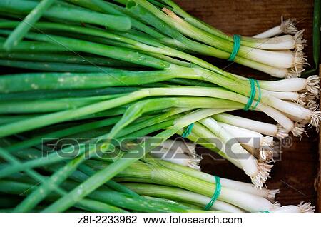 Onions. View Large Photo Image Stock Image - Onions.. Fotosearch