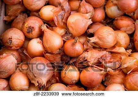 Onions. View Large Photo Image Stock Photo - Onions.. Fotosearch
