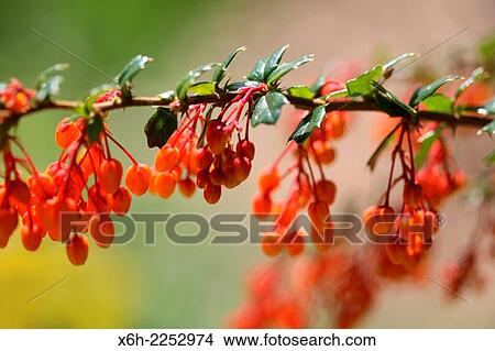 Picture - orange berberis in Spring bud.. Fotosearch