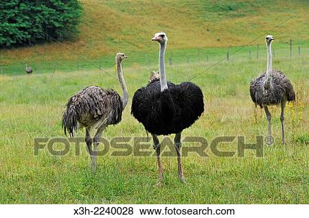 Ostrich farm, Autrucheland, Hauteville-sur-Fier, Haute-Savoie department, Rhone-Alpes region, France, Europe. View Large Photo Image Stock Photo - Ostrich farm, Autrucheland, Hauteville-sur-Fier, Haute-Savoie department, Rhone-Alpes region, France, Europe.. Fotosearch