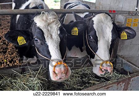 Stock Image - Ozato, Okinawa, Japan: cows in a farm. Fotosearch