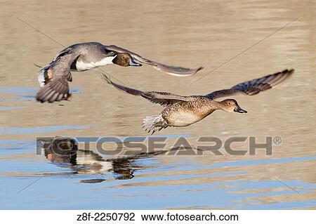 Pair of Northern Pintail Ducks in flight. (Anas acuta). Bolsa Chica Wetlands, California. View Large Photo Image Stock Image - Pair of Northern Pintail Ducks in flight. (Anas acuta). Bolsa Chica Wetlands, California.. Fotosearch