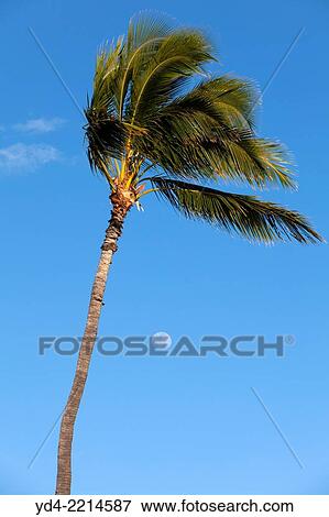 Stock Photo - Palm in the beach, Hawaii, USA,.. Fotosearch
