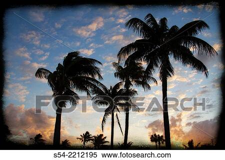 Palm trees at sunset in Hollywood, Florida, USA. View Large Photo Image Stock Photography - Palm trees at sunset in Hollywood, Florida, USA.. Fotosearch
