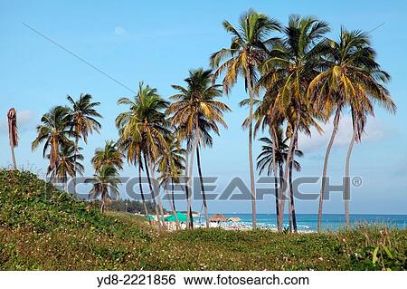 Palms on the beach of Santa Maria del Mar, Havana, Cuba View Large Photo Image Stock Photograph - Palms on the beach of Santa Maria del Mar, Havana, Cuba. Fotosearch